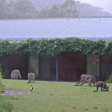 Kookaburra Motor Lodge Halls Gap Luaran gambar