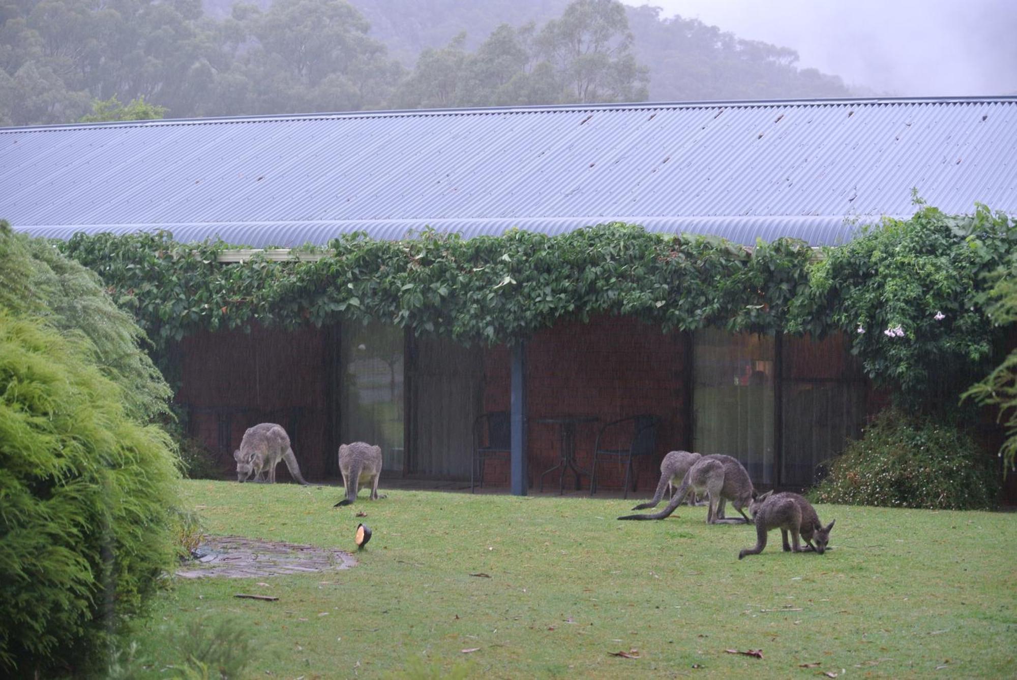Kookaburra Motor Lodge Halls Gap Luaran gambar