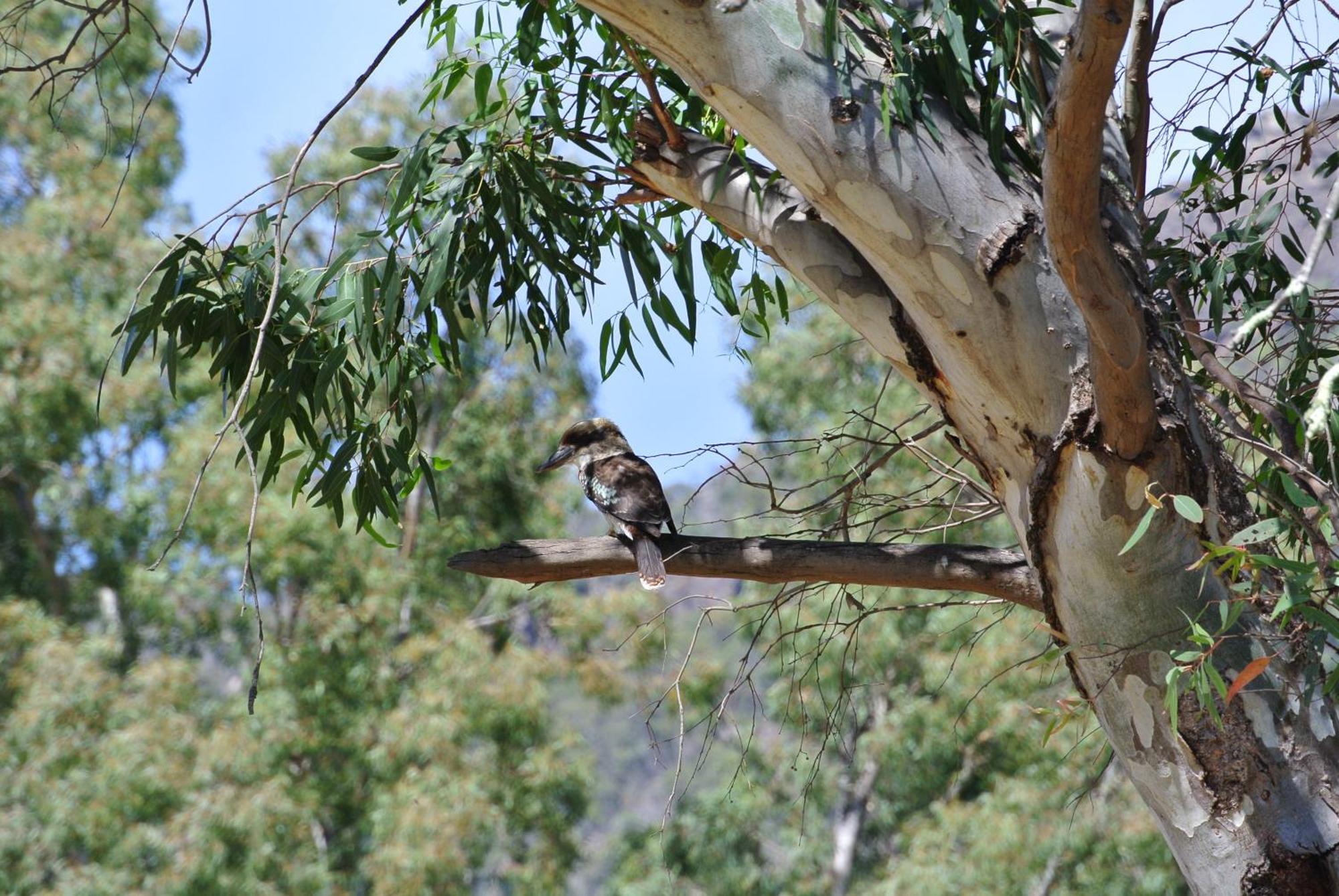 Kookaburra Motor Lodge Halls Gap Luaran gambar