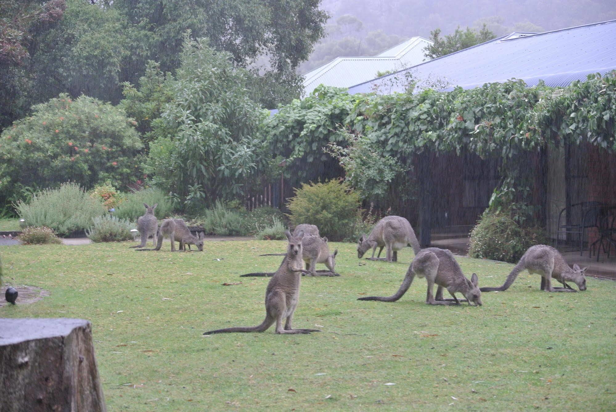 Kookaburra Motor Lodge Halls Gap Luaran gambar