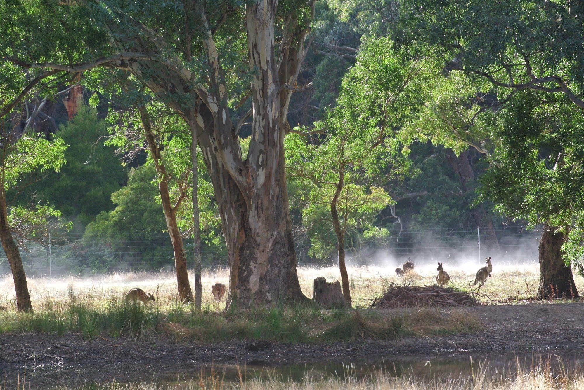 Kookaburra Motor Lodge Halls Gap Luaran gambar